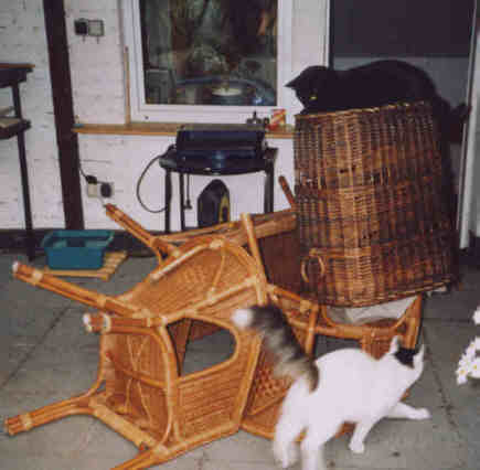 Rattan 4.jpg (17553 Byte)