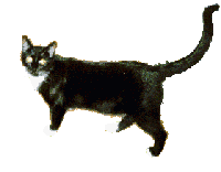 cat_50.gif (11918 Byte)