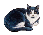 katze schwanz.gif (37334 Byte)