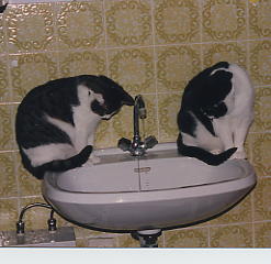 Sissi und Trixi Wasser.JPG (13525 Byte)