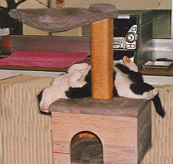Teddy 2.jpg (13307 Byte)