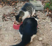 Sissi und Trixi.jpg (5836 Byte)
