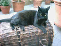 Minou_Fledermaus.jpg (6384 Byte)