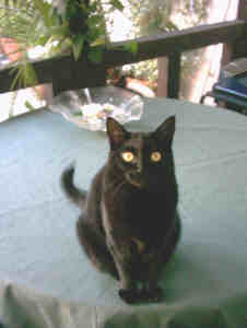 Minou_Tisch.jpg (6391 Byte)
