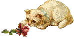 a_catrose.gif (24412 Byte)