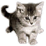 cat_144.gif (21320 Byte)