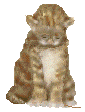 cat_42.gif (33345 Byte)