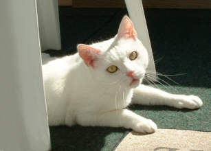 Sheila 20.jpg (8888 Byte)