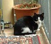 Balkon klein.jpg (4934 Byte)