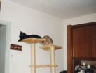 Katinka und lillyfloh.jpg (3153 Byte)