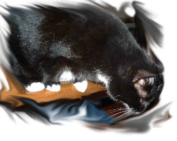 Sweety gr.jpg (23329 Byte)