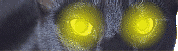 n%20cat8.gif (10539 Byte)